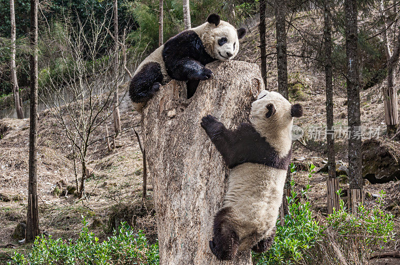 大熊猫;Ailuropoda melanoleuca;中国家庭熊科。爬树。